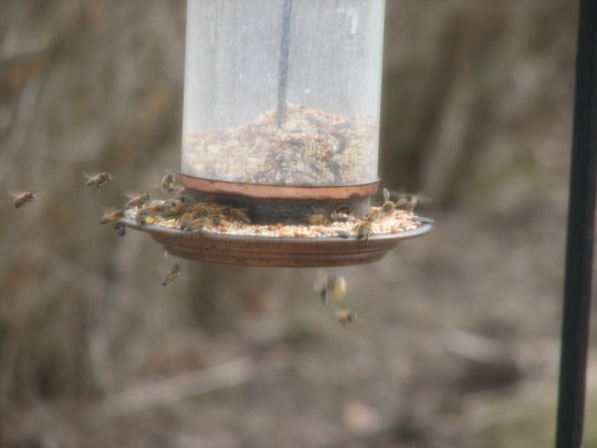 a bird feeder