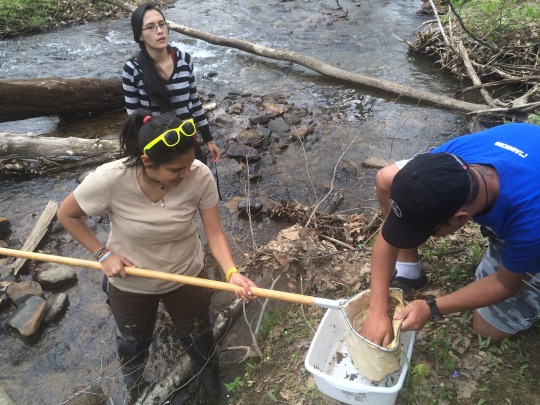 people collecting insects in a stream