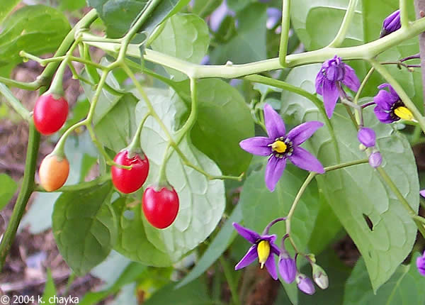 the fruits and flowers of the nightshade plant