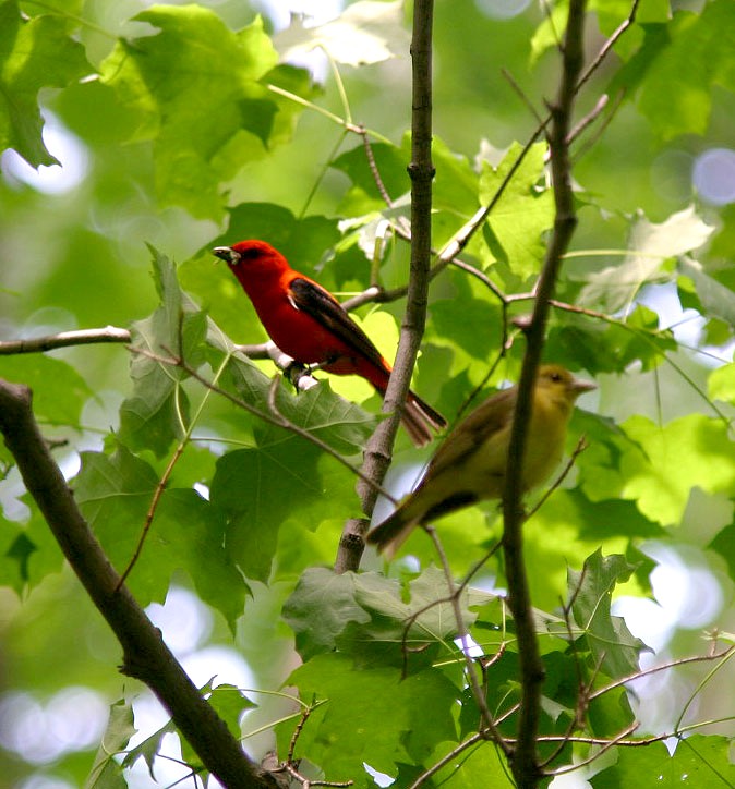 Male and female Scarlet Tanager birds