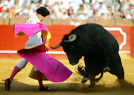 Spanish bull fighter and large fighting bull. 