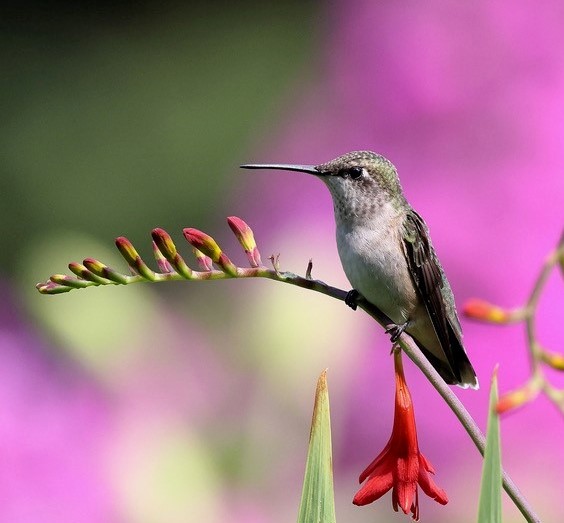 a female hummingbird