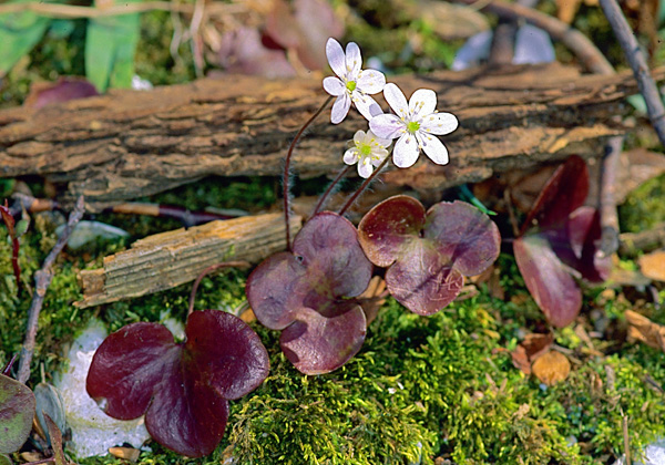 A spring flower of Hepatica