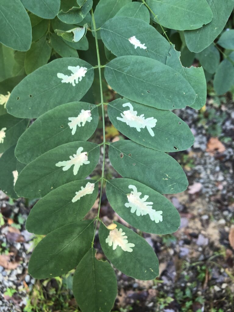 locust leaves with mines