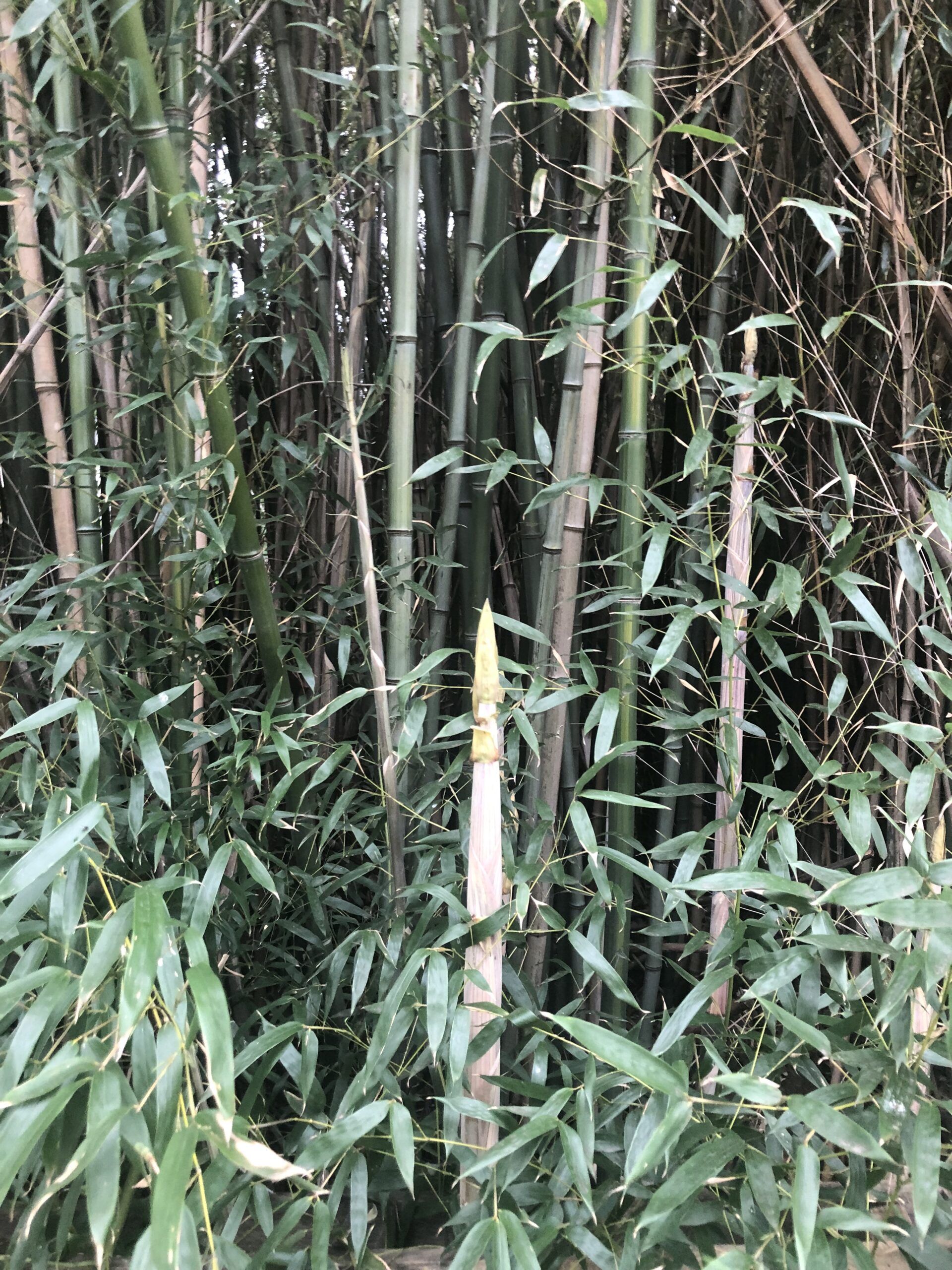 A young bamboo shoot among old shoots