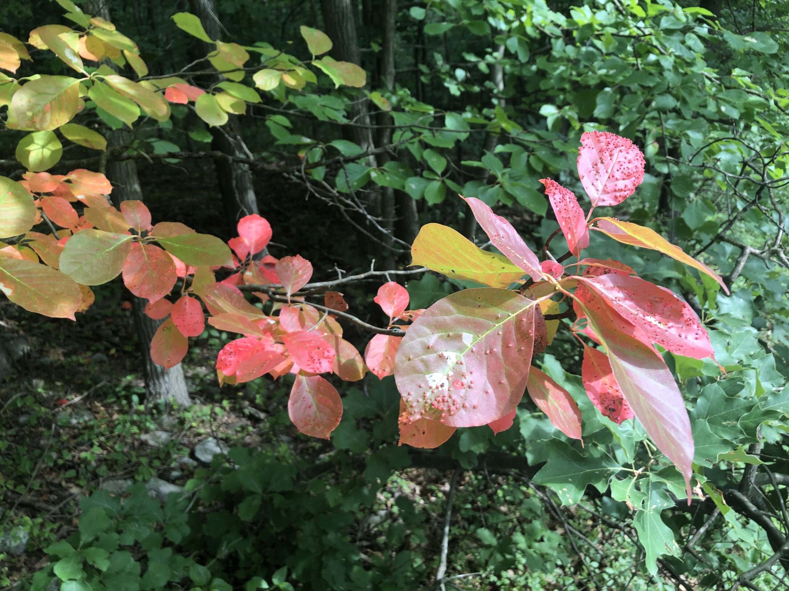 a colorful branch of Nyssa leaves