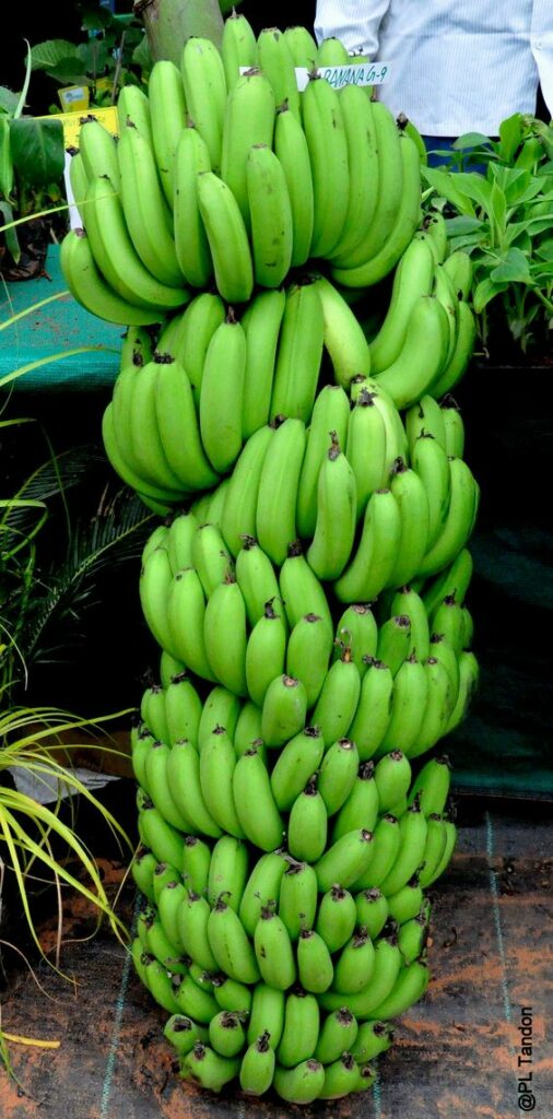 Banana: A Most Unusual Ordinary Fruit - John W Wenzel