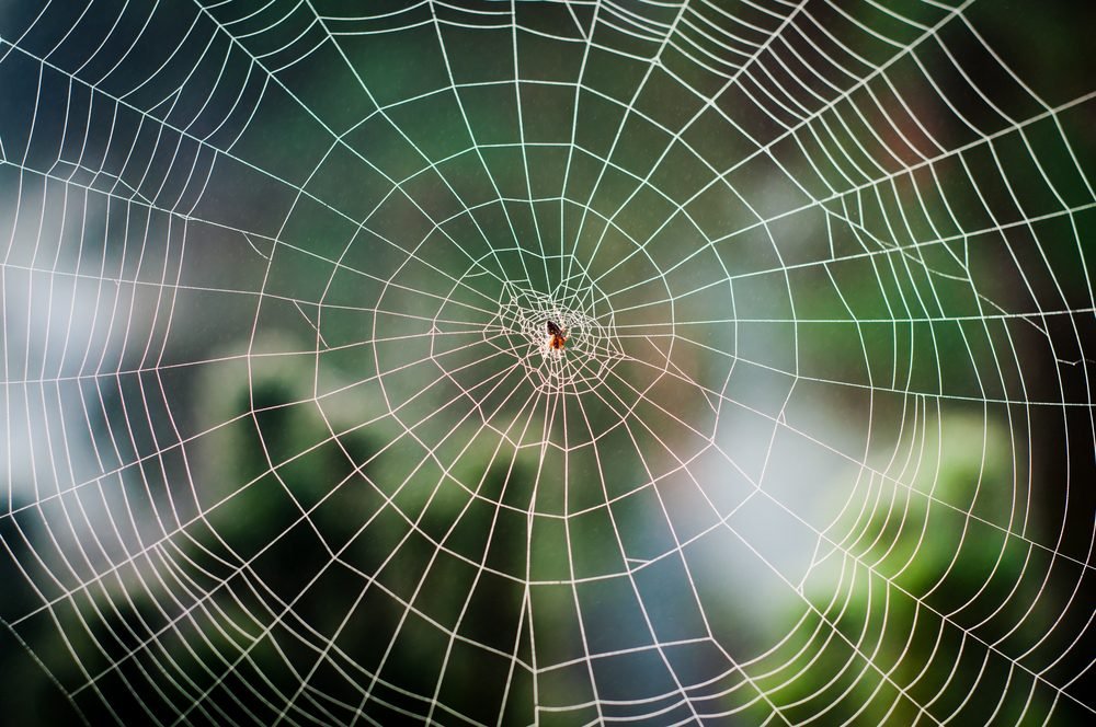 Spider Silk Is Stronger Than Steel. It Also Assembles Itself