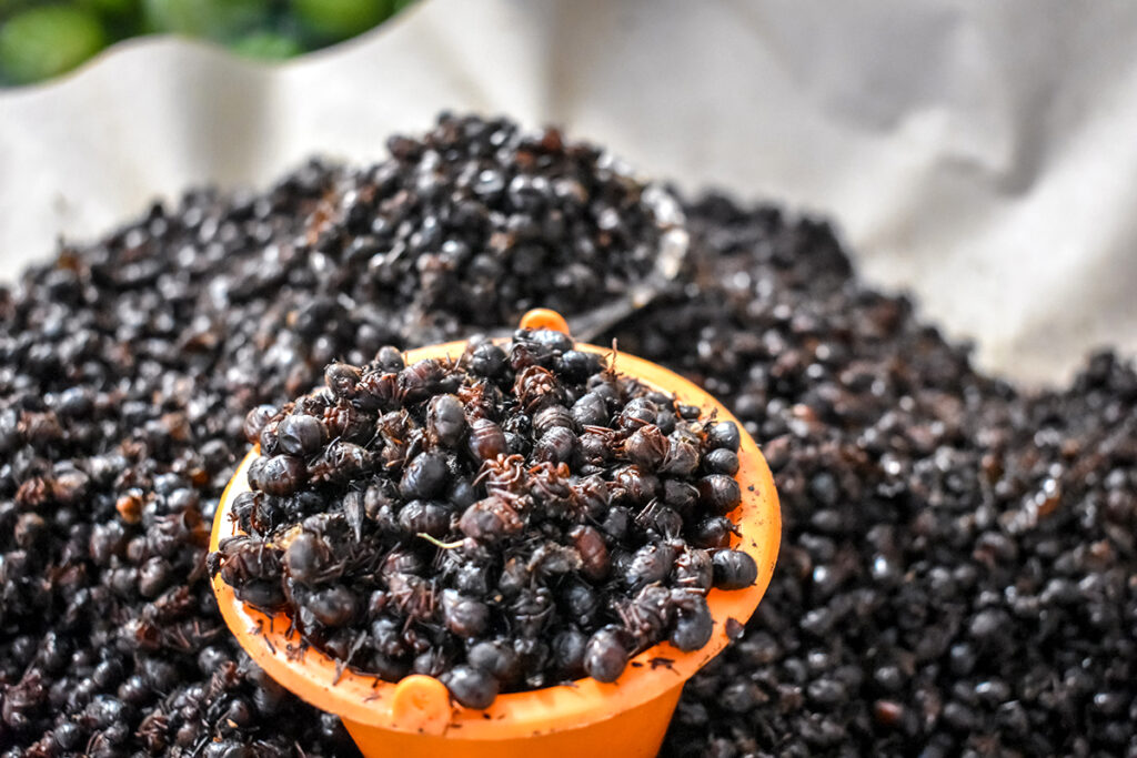 a bowl of ants in a market