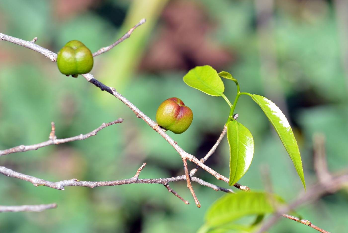 Why do Mexican jumping beans jump? John W Wenzel