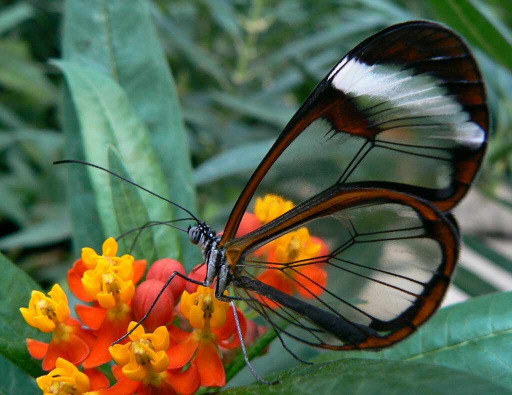 a transparent butterfly