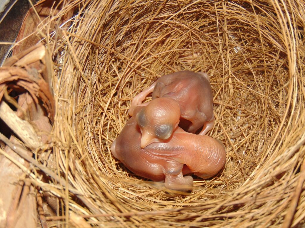 hatchling birds