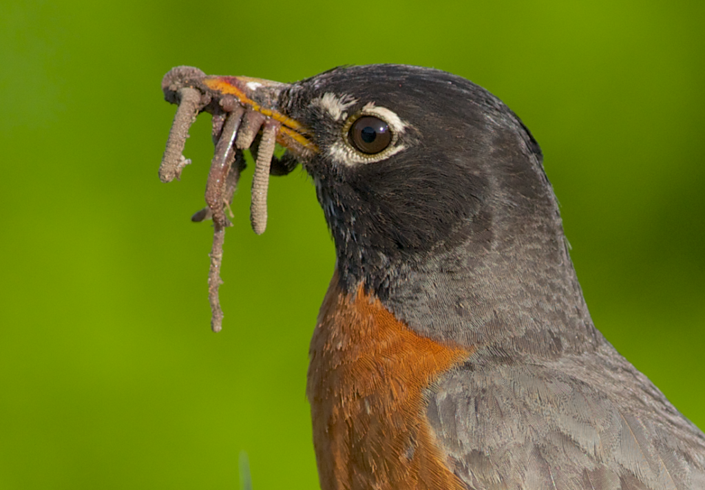 robin with worms