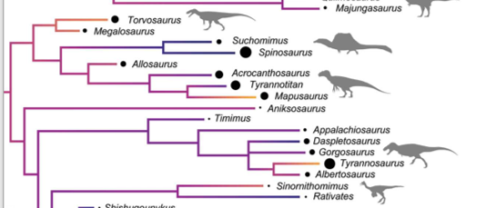 evolutionary tree of  dinosaurs related to birds