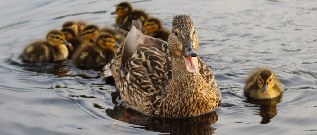 duck with ducklings following