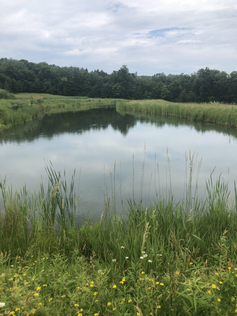 artificial wetland