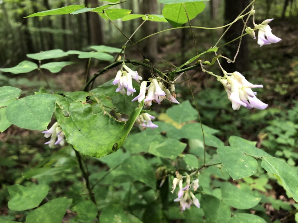 a vine with flowers