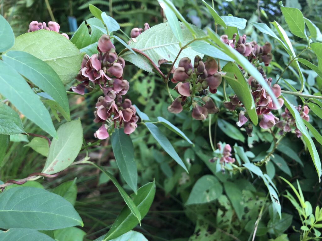 vine blooming