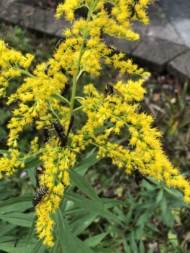 goldenrod with insects on it