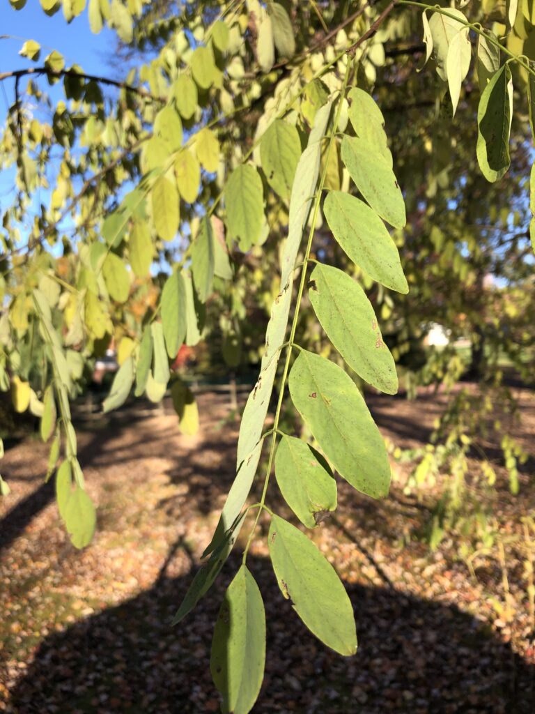 locust tree leaves